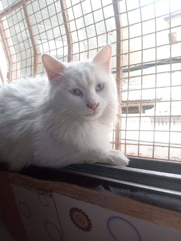 Persian male cat in good quality fully friendly cat 0