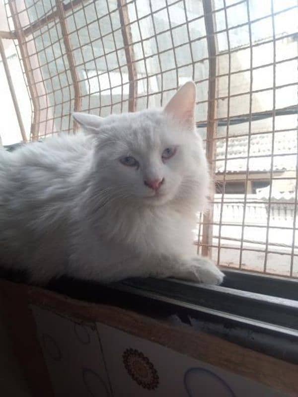 Persian male cat in good quality fully friendly cat 1