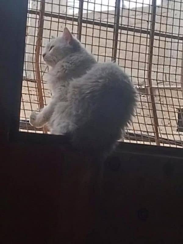 Persian male cat in good quality fully friendly cat 3