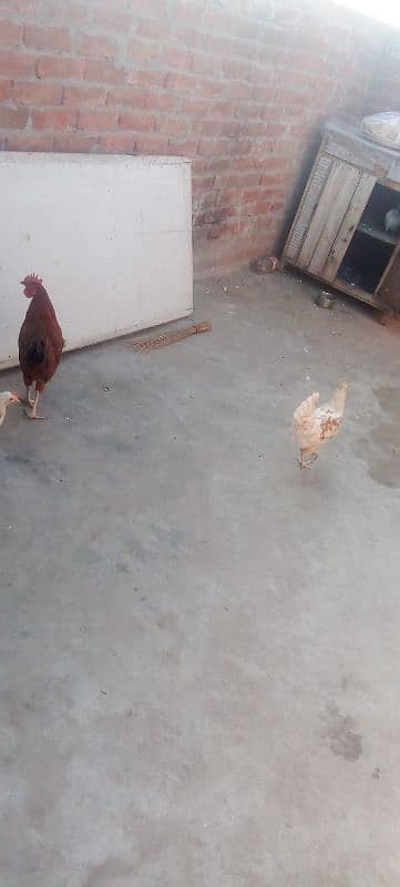 hen and cock 0