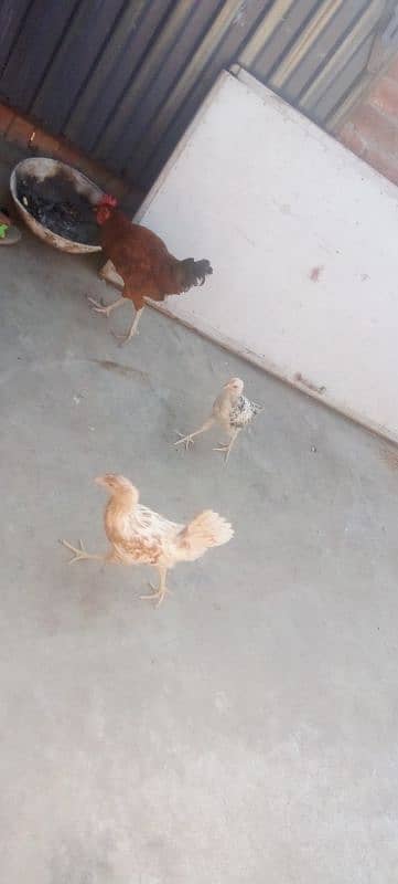 hen and cock 1