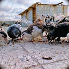 sherazi and other pigeons