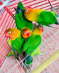 love bird fisher breeder