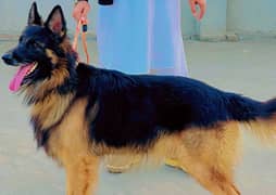 gsd male long coat 0