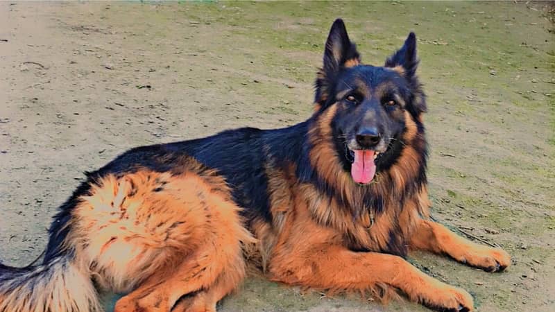 gsd male long coat 1