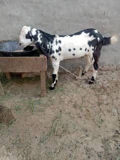 Desi Bakra age. 5. month  height. 26. inc serious buyer