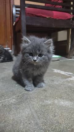 Persian Kitten Duble coated white & Gray