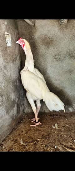 White Heera Murga for sale