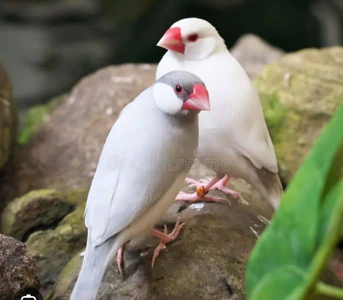 Lady Goldian , Java & Bangalese Finch 1