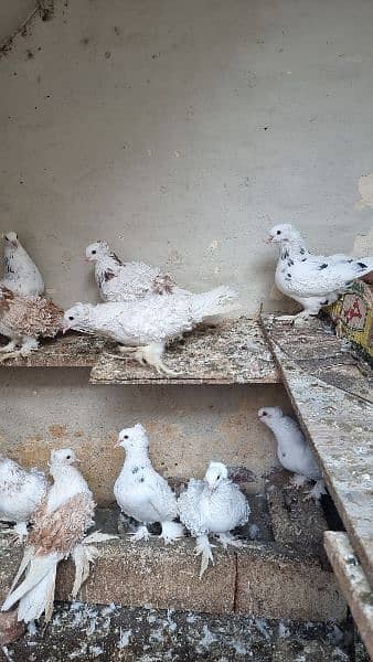 Fancy Pigeons black mukhiye frill 5