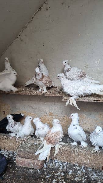 Fancy Pigeons black mukhiye frill 6