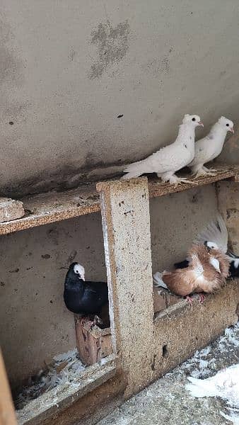 Fancy Pigeons black mukhiye frill 8