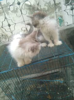 kitten for sale 03075655885