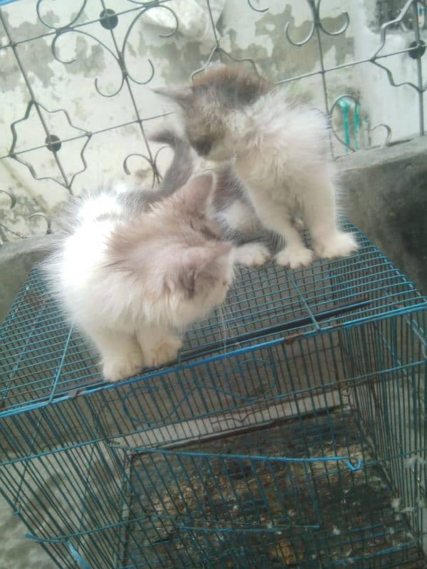 kitten for sale 03075655885 0