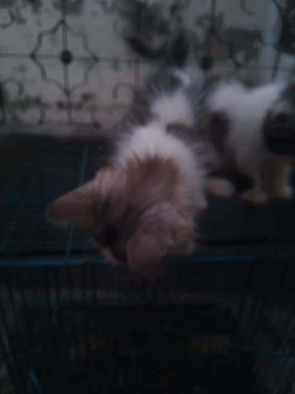 kitten for sale 03075655885 1