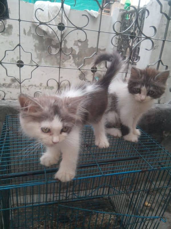 kitten for sale 03075655885 2