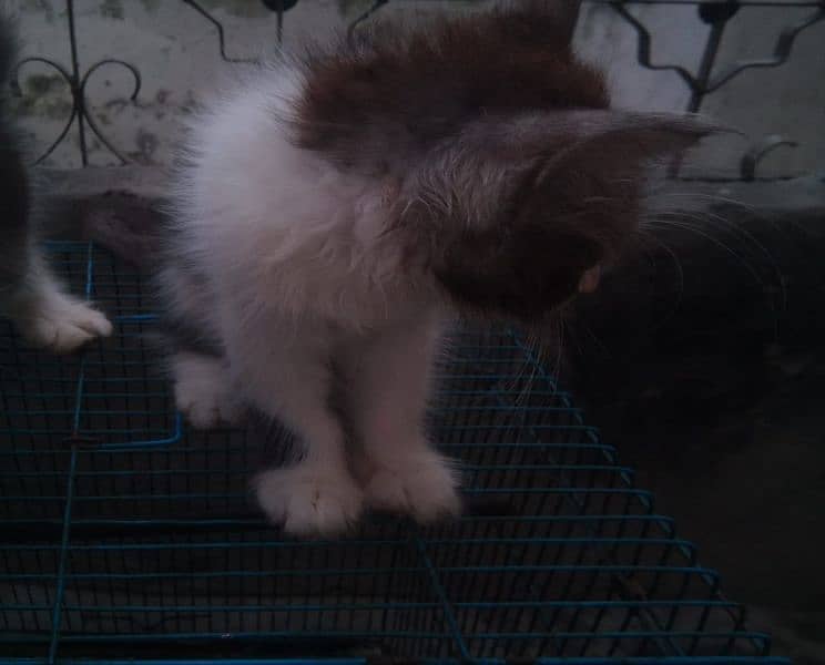 kitten for sale 03075655885 3