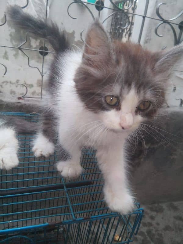 kitten for sale 03075655885 4