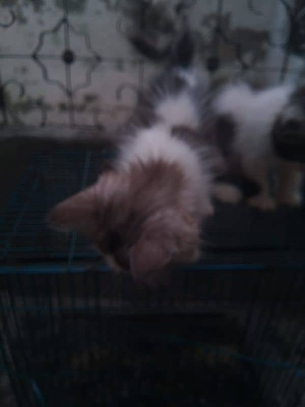 kitten for sale 03075655885 6