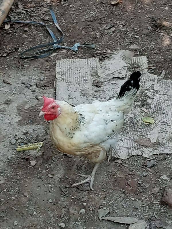 urgent for sale one asel female and one desi female price is 3300 2