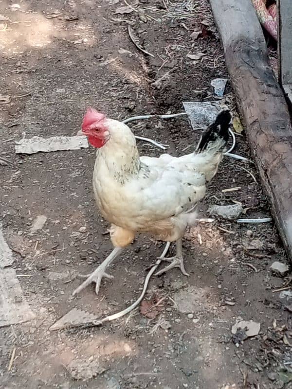 urgent for sale one asel female and one desi female price is 3300 3