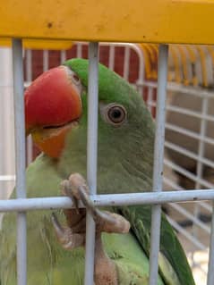 talking parrot pair for sale 0