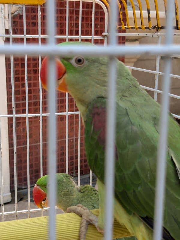 talking parrot pair for sale 1