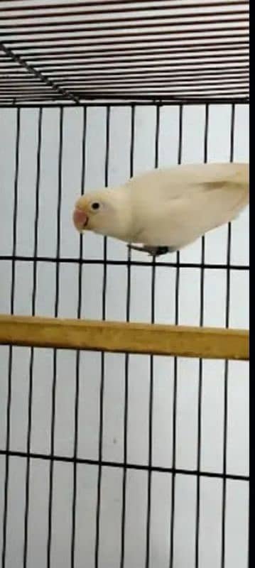 par paice 1800 albino spret red eye 2