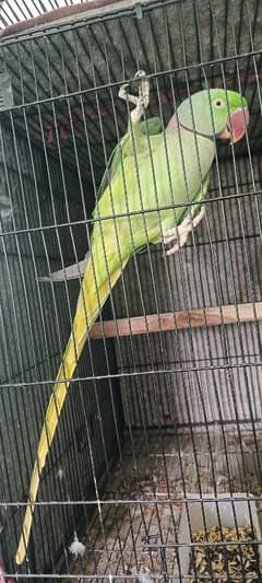 Raw parrot breeder Male