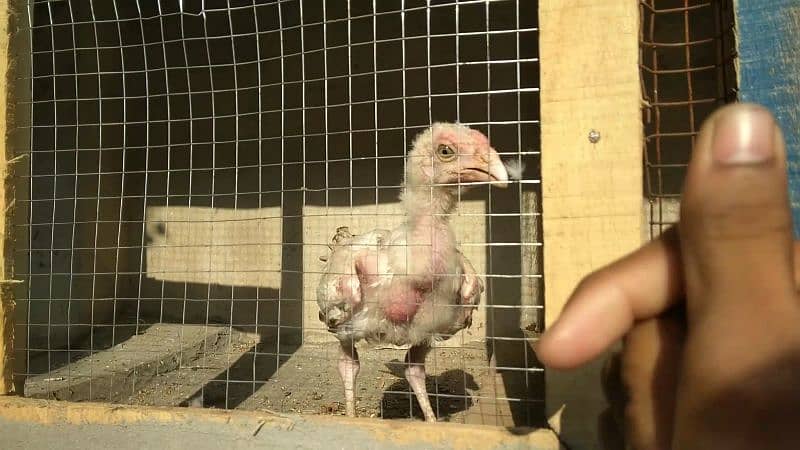 Chena aseel male chick 1