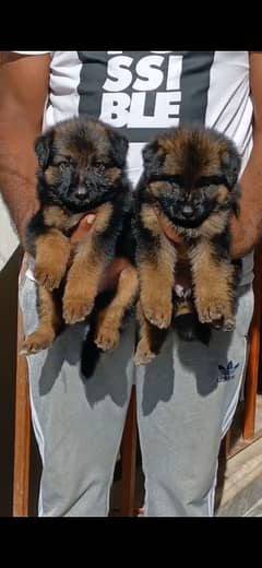 German shepherd Long coat female pup