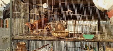 pura pinjira sale with 4morga 3morgi 1chik 5birds Australian