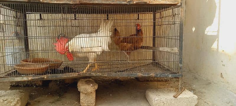 pura pinjira sale with 4morga 3morgi 1chik 5birds Australian 3