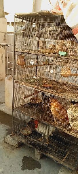 pura pinjira sale with 4morga 3morgi 1chik 5birds Australian 4