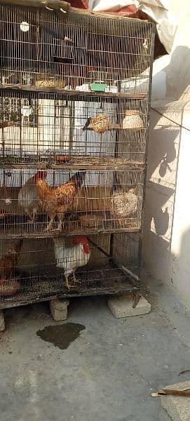 pura pinjira sale with 4morga 3morgi 1chik 5birds Australian 9