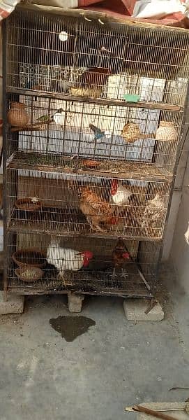 pura pinjira sale with 4morga 3morgi 1chik 5birds Australian 10