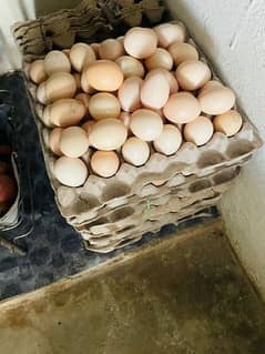 Eggs or dasi murgyia 0