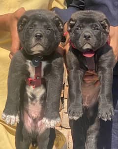 bhagwan kuchi pair 2 months for sale