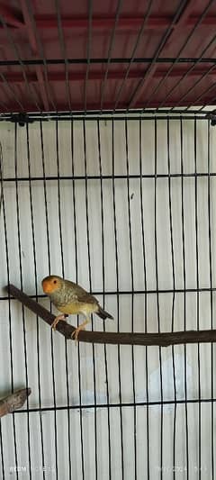 Star Finch Male & Female in Best health