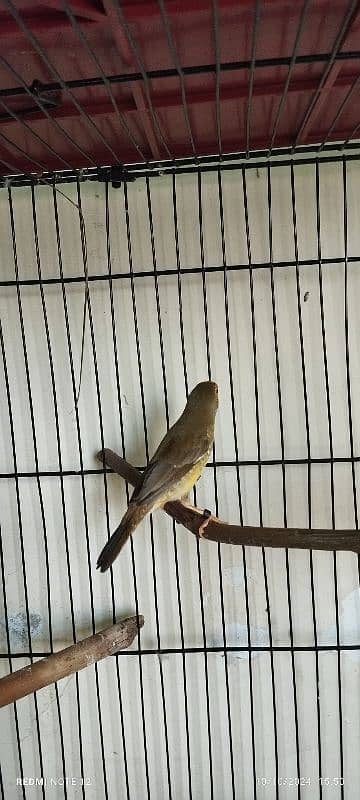 Star Finch Male & Female in Best health 4