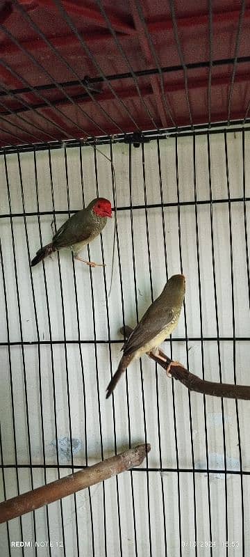 Star Finch Male & Female in Best health 5