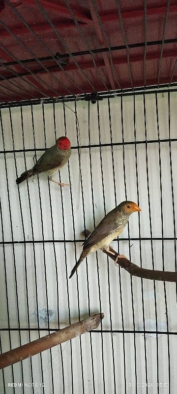 Star Finch Male & Female in Best health 7