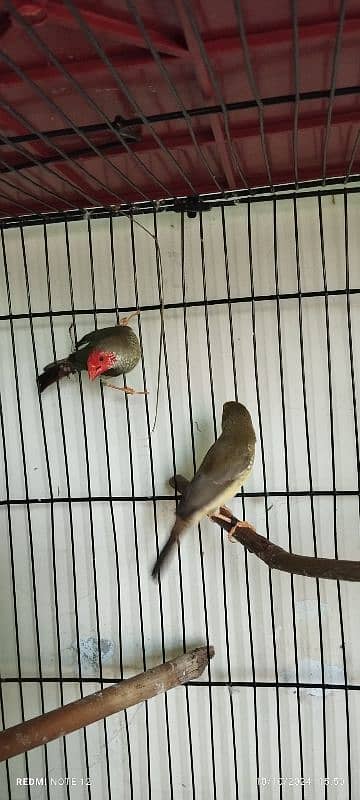 Star Finch Male & Female in Best health 8