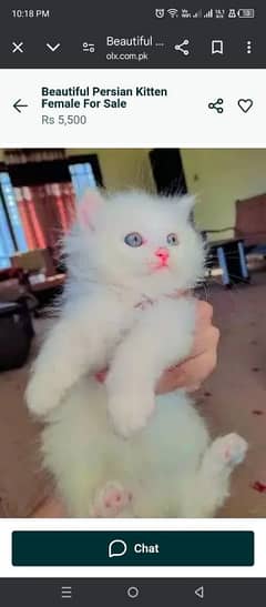 beautiful male kitten 03430019086 only call WhatsApp