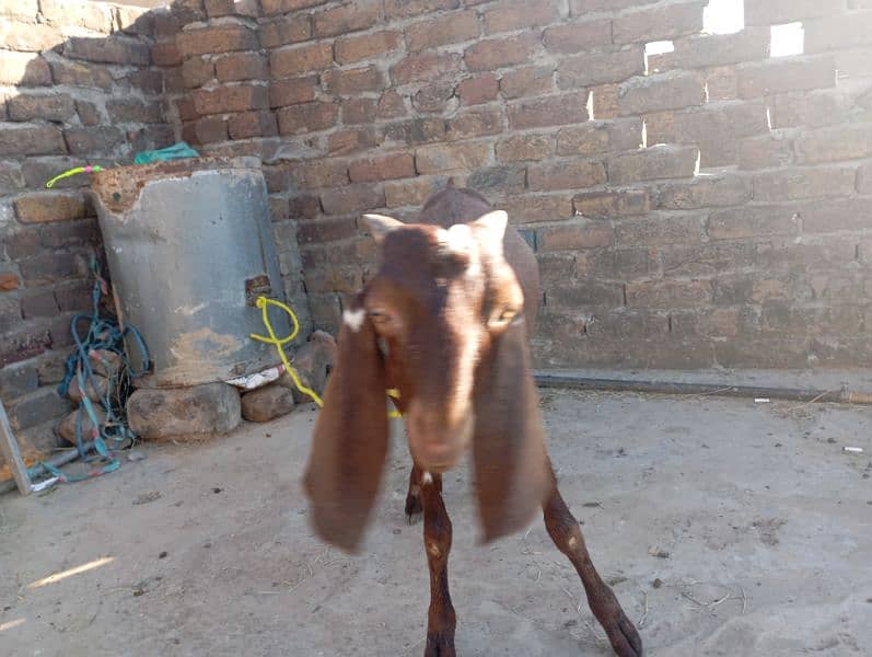 bakra deshi 1