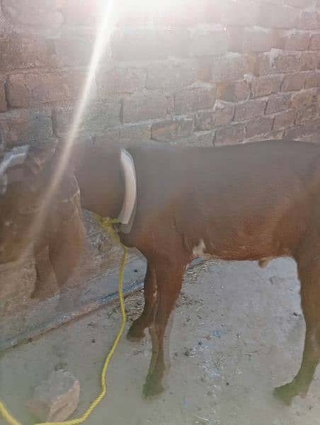 bakra deshi 3