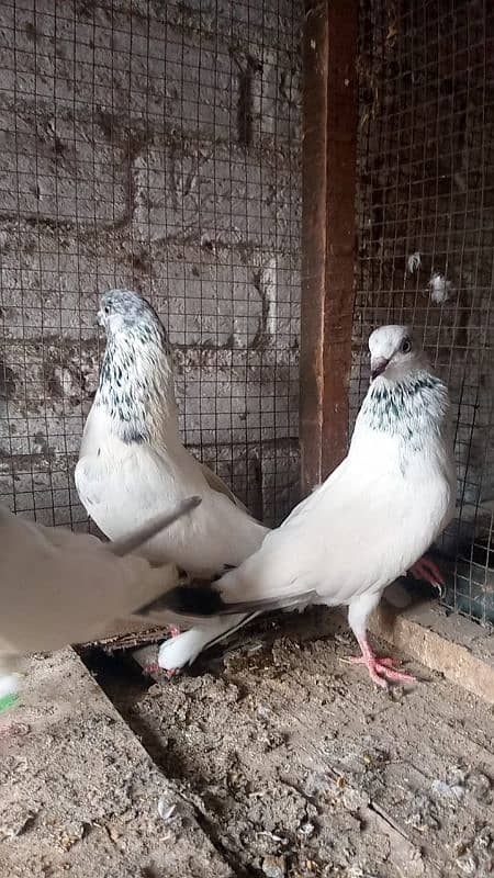 breeder pair 1