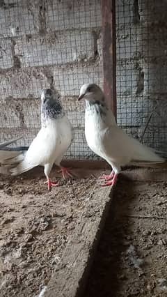 breeder pair