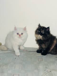 persian kittens very good quality 0