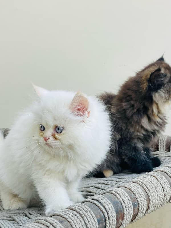 persian kittens very good quality 2